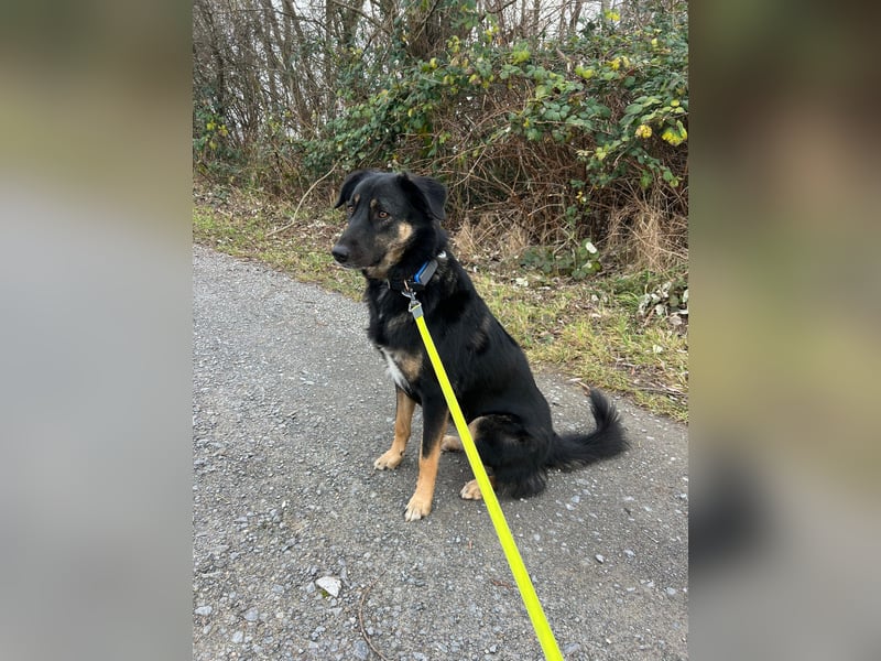 Lille - wunderschöne Hundedame