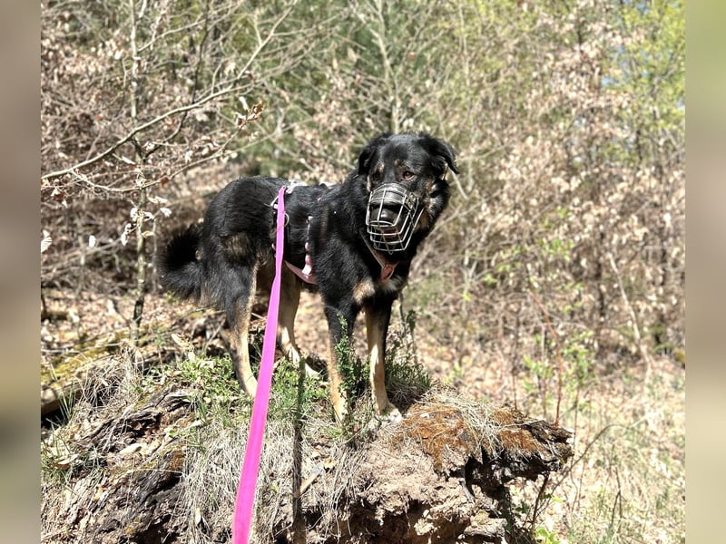 Lille - wunderschöne Hundedame
