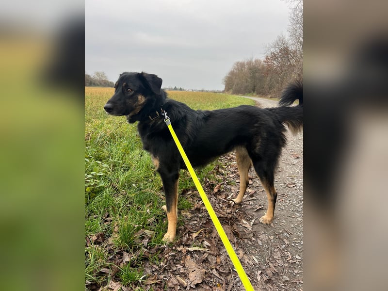 Lille - wunderschöne Hundedame