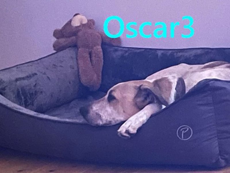 NOTFALL Oscar3 geb. 12/2020 (in Deutschland) - ausgeglichener Griechischer Herdenschutzhund Mix!