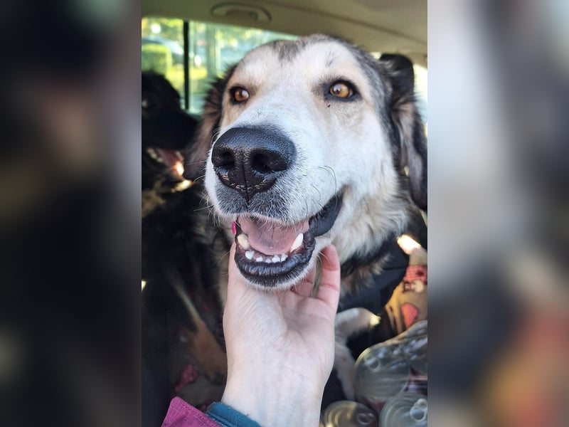 Fistic, süßer Dreibeiner, möchte auch so gerne eine Familie. Wer gibt ihm eine Chance?