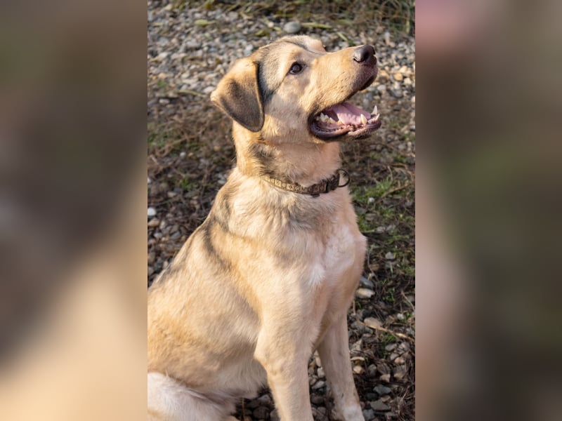 Romeo wünscht sich ein für immer Zuhause