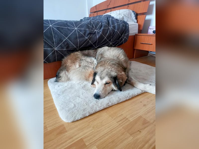 Fistic, süßer Dreibeiner, möchte auch so gerne eine Familie. Wer gibt ihm eine Chance?