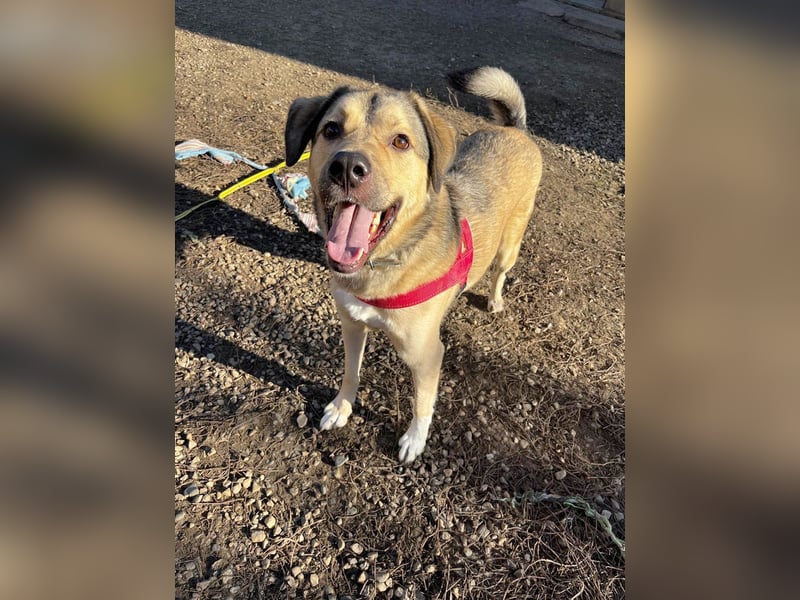 Romeo wünscht sich ein für immer Zuhause