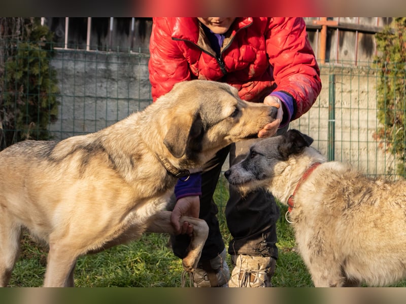 Romeo wünscht sich ein für immer Zuhause