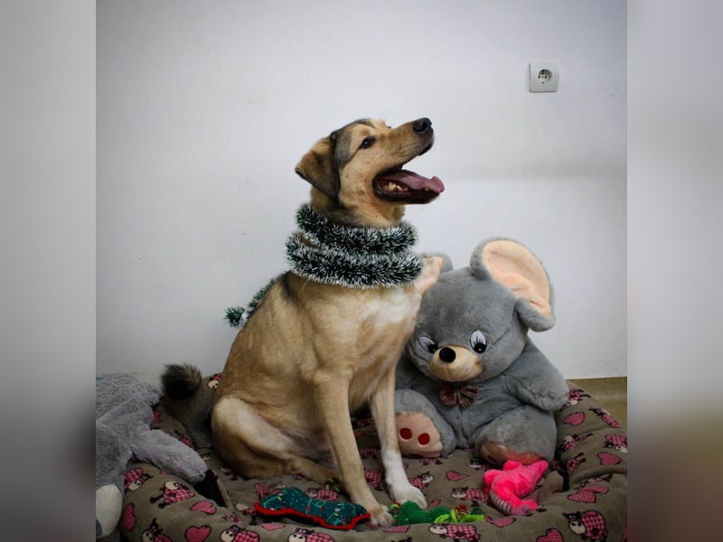 Romeo wünscht sich ein für immer Zuhause