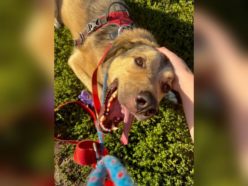 Romeo wünscht sich ein für immer Zuhause