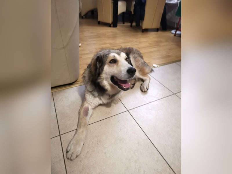 Fistic, süßer Dreibeiner, möchte auch so gerne eine Familie. Wer gibt ihm eine Chance?