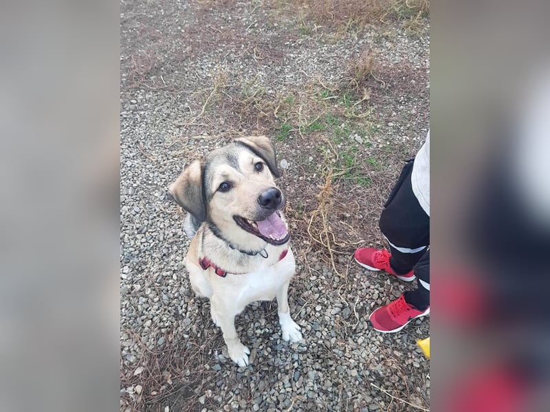 Romeo wünscht sich ein für immer Zuhause