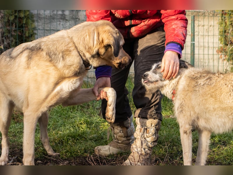 Romeo wünscht sich ein für immer Zuhause