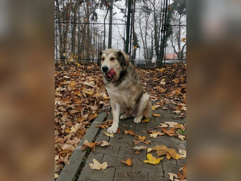 Fistic, süßer Dreibeiner, möchte auch so gerne eine Familie. Wer gibt ihm eine Chance?