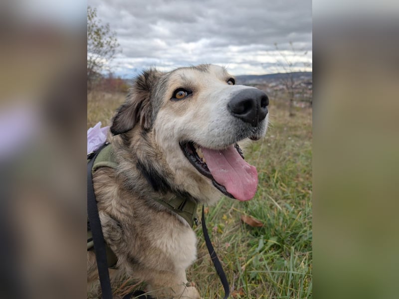 Fistic, süßer Dreibeiner, möchte auch so gerne eine Familie. Wer gibt ihm eine Chance?