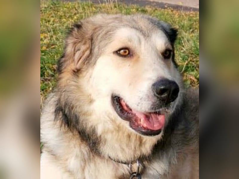 Fistic, süßer Dreibeiner, möchte auch so gerne eine Familie. Wer gibt ihm eine Chance?