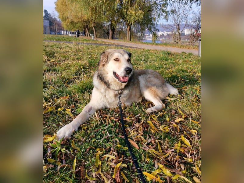 Fistic, süßer Dreibeiner, möchte auch so gerne eine Familie. Wer gibt ihm eine Chance?