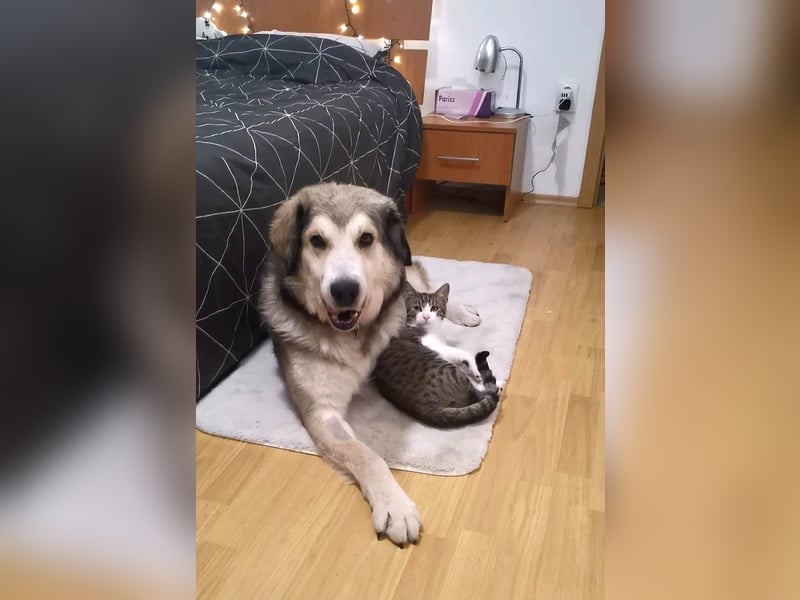 Fistic, süßer Dreibeiner, möchte auch so gerne eine Familie. Wer gibt ihm eine Chance?