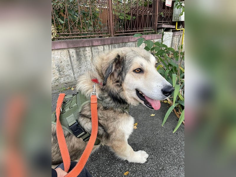 Fistic, süßer Dreibeiner, möchte auch so gerne eine Familie. Wer gibt ihm eine Chance?