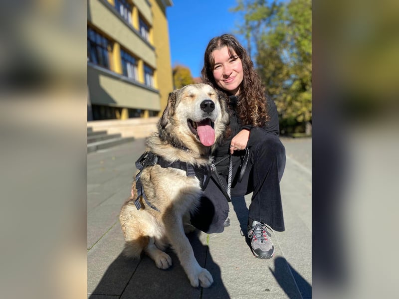 Fistic, süßer Dreibeiner, möchte auch so gerne eine Familie. Wer gibt ihm eine Chance?