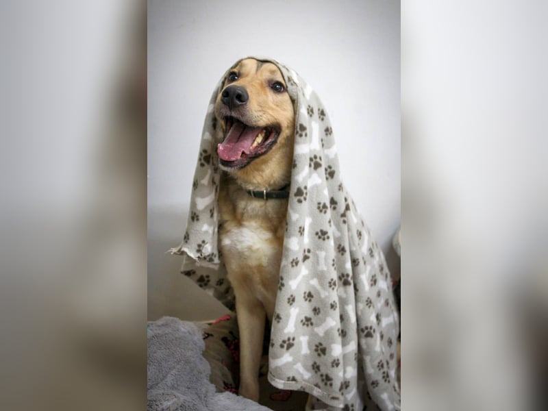 Romeo wünscht sich ein für immer Zuhause