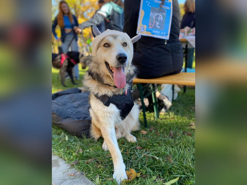Fistic, süßer Dreibeiner, möchte auch so gerne eine Familie. Wer gibt ihm eine Chance?
