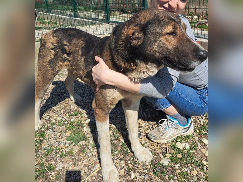 Héra eine große Hündin mit einem Riesenherzen und Liebe zu den Menschen
