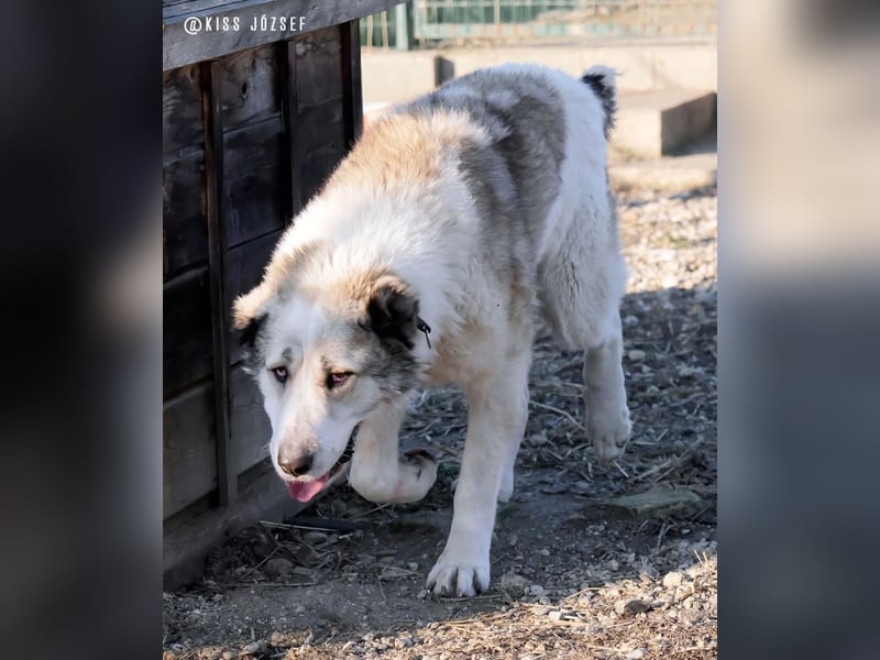 Macilaci, gerne auch Yogi-Bär genannt, ein sanfter Riese für standfeste Menschen