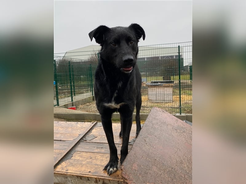 Großer Rüde Opium auf der Suche nach einem aktiven und verantwortungsvollen Zuhause !!