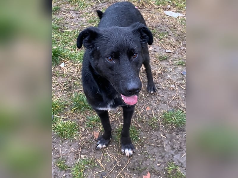 Großer Rüde Opium auf der Suche nach einem aktiven und verantwortungsvollen Zuhause !!