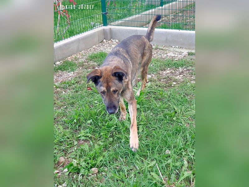 Lajoska durfte mit seiner Familie nicht umziehen und wurde deshalb im Tierheim abgegeben !