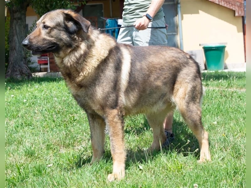 Tomi, ein wunderschöner großer Rüde, sucht ein Heim mit viel Platz !