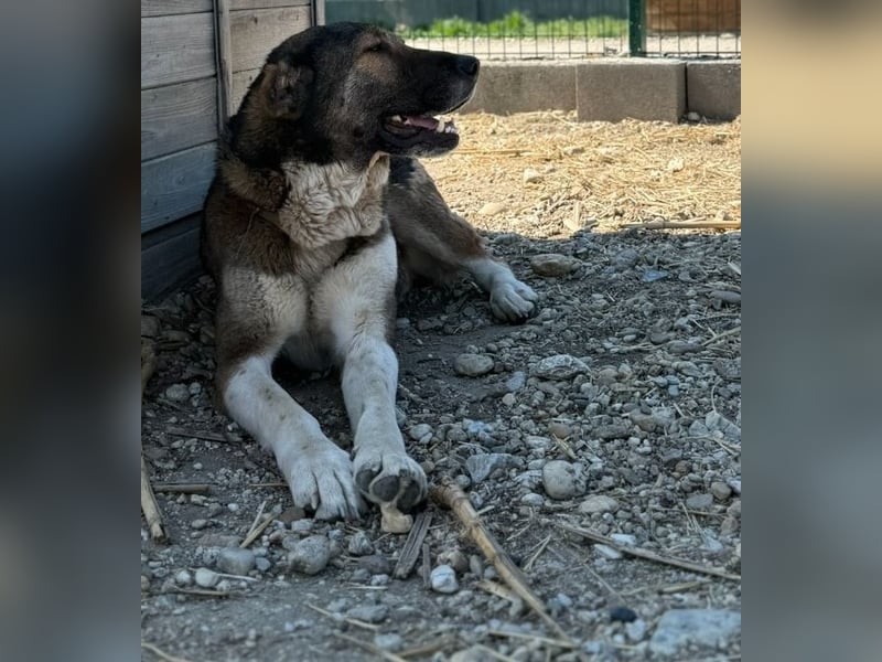 Héra eine große Hündin mit einem Riesenherzen und Liebe zu den Menschen