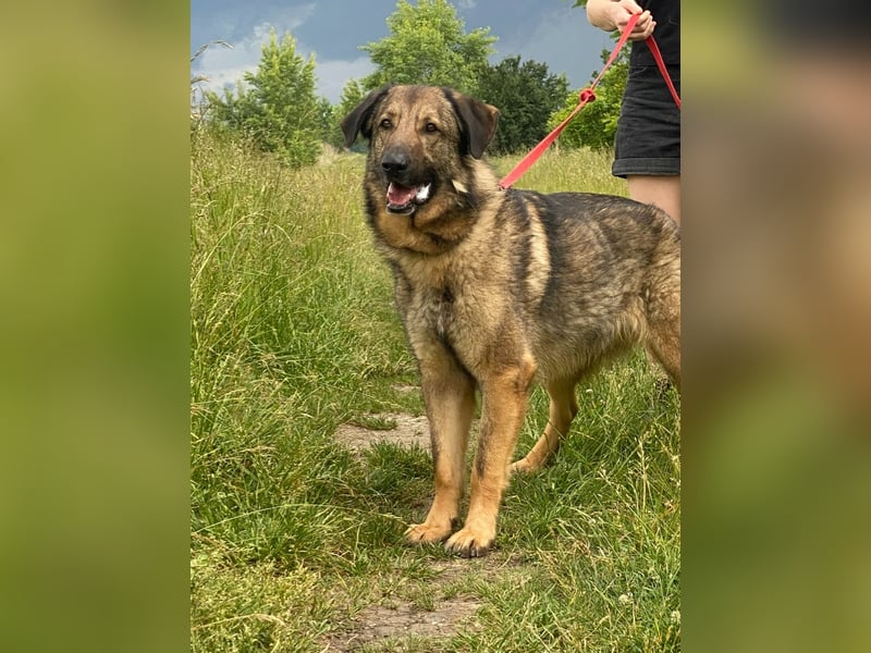 Tomi, ein wunderschöner großer Rüde, sucht ein Heim mit viel Platz !