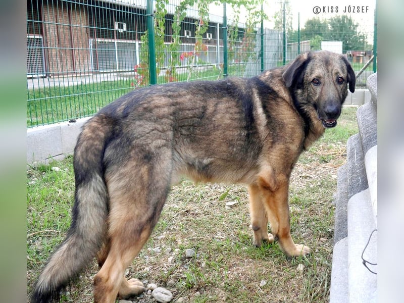 Tomi, ein wunderschöner großer Rüde, sucht ein Heim mit viel Platz !