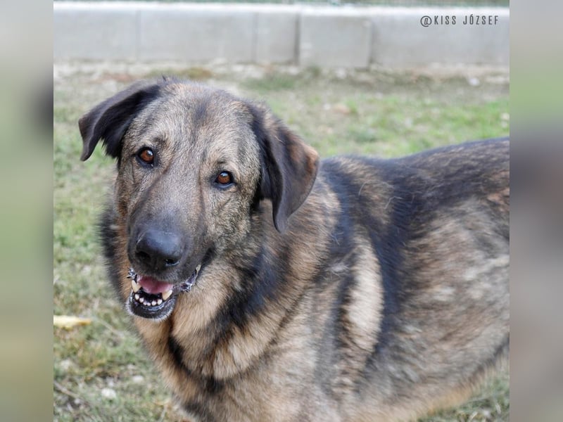 Tomi, ein wunderschöner großer Rüde, sucht ein Heim mit viel Platz !