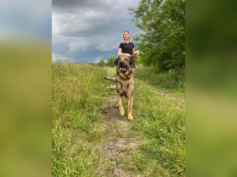 Tomi, ein wunderschöner großer Rüde, sucht ein Heim mit viel Platz !