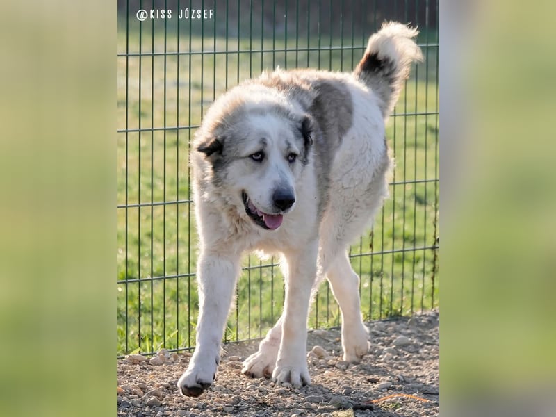 Macilaci, gerne auch Yogi-Bär genannt, ein sanfter Riese für standfeste Menschen