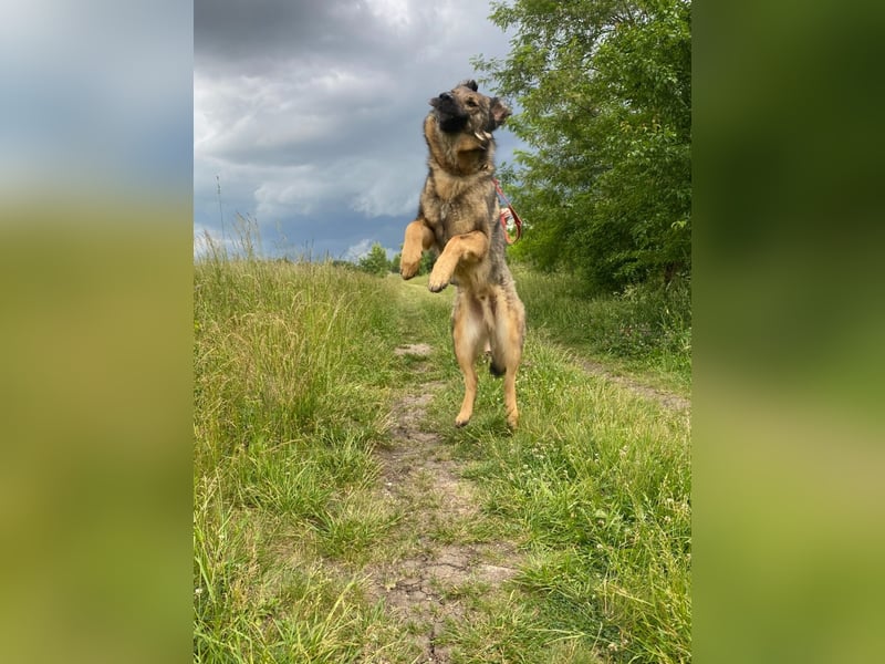 Tomi, ein wunderschöner großer Rüde, sucht ein Heim mit viel Platz !