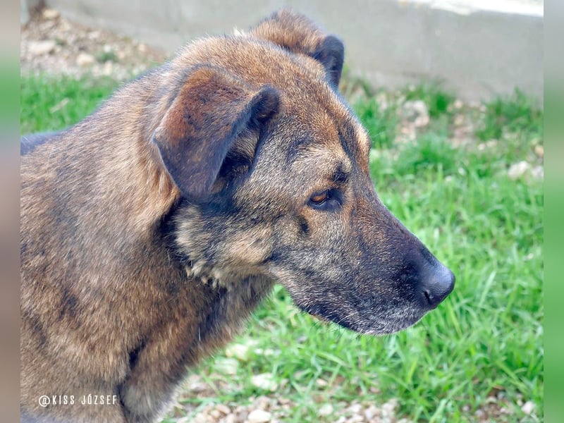 Lajoska durfte mit seiner Familie nicht umziehen und wurde deshalb im Tierheim abgegeben !