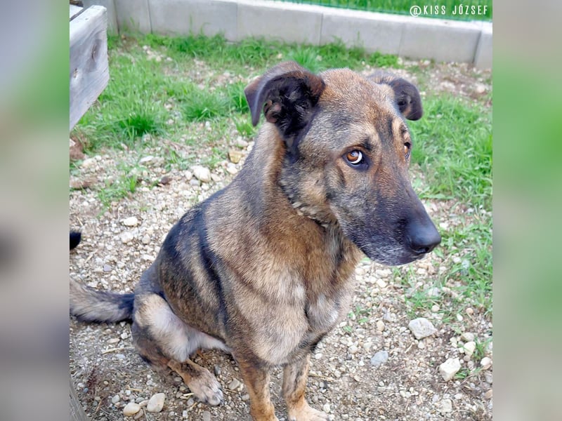 Lajoska durfte mit seiner Familie nicht umziehen und wurde deshalb im Tierheim abgegeben !
