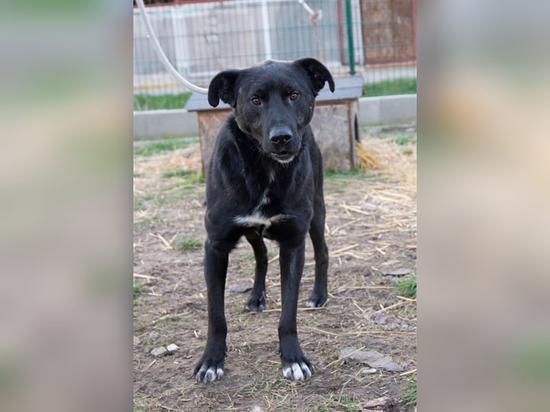 Großer Rüde Opium auf der Suche nach einem aktiven und verantwortungsvollen Zuhause !!