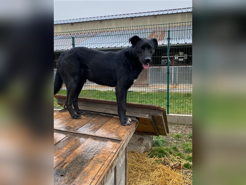 Großer Rüde Opium auf der Suche nach einem aktiven und verantwortungsvollen Zuhause !!