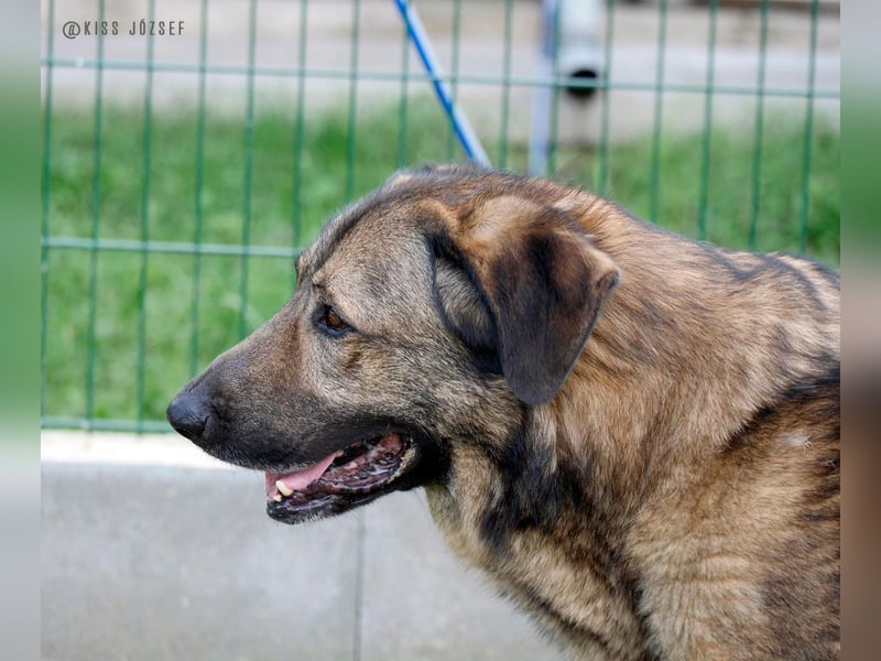 Tomi, ein wunderschöner großer Rüde, sucht ein Heim mit viel Platz !