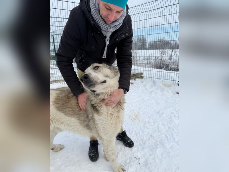 Macilaci, gerne auch Yogi-Bär genannt, ein sanfter Riese für standfeste Menschen