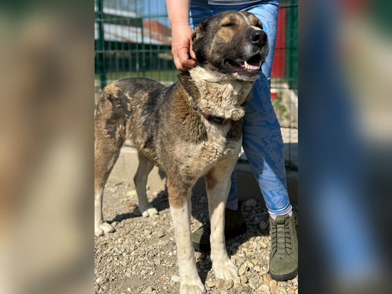 Héra eine große Hündin mit einem Riesenherzen und Liebe zu den Menschen