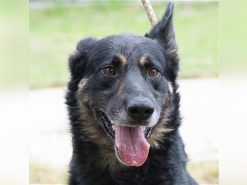 Alex hatte bei seinen bisherigen Haltern kein gutes Leben !