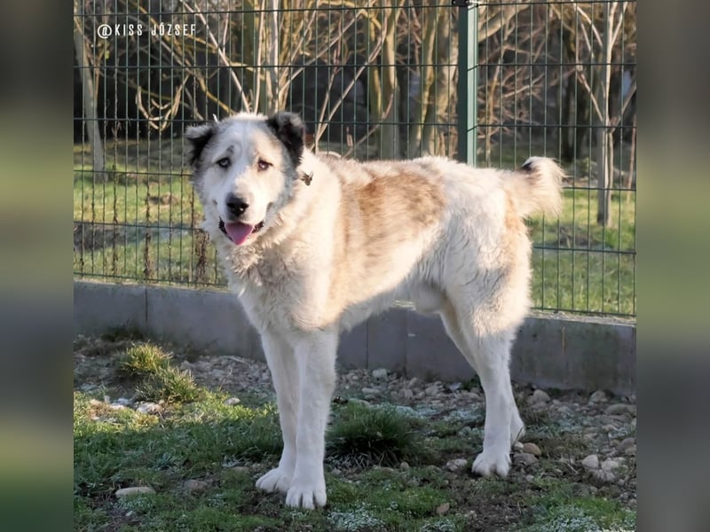 Macilaci, gerne auch Yogi-Bär genannt, ein sanfter Riese für standfeste Menschen