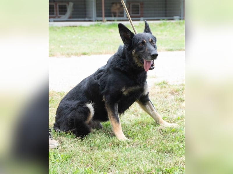 Alex hatte bei seinen bisherigen Haltern kein gutes Leben !