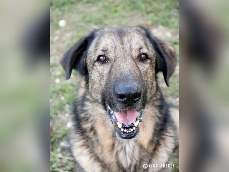 Tomi, ein wunderschöner großer Rüde, sucht ein Heim mit viel Platz !