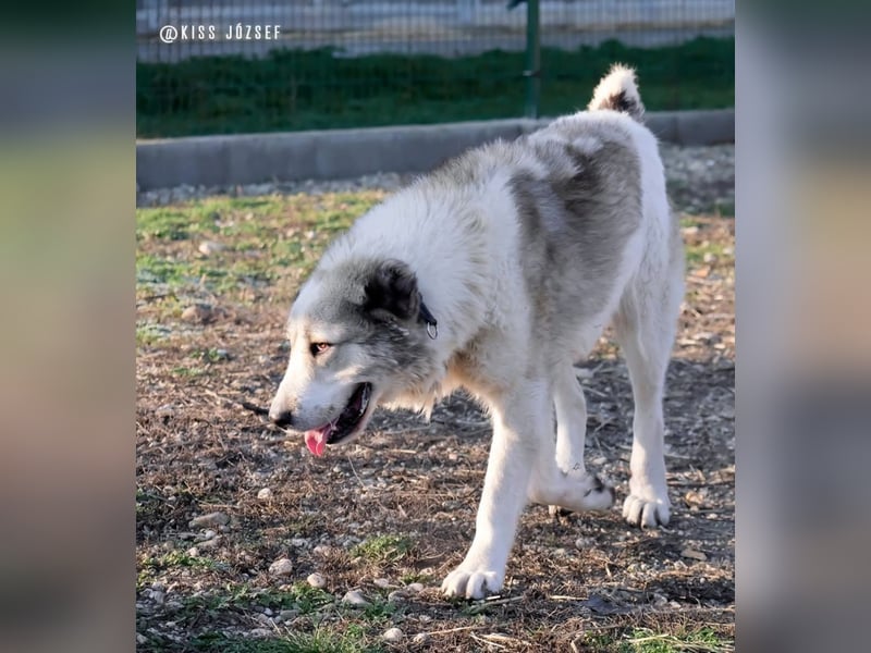 Macilaci, gerne auch Yogi-Bär genannt, ein sanfter Riese für standfeste Menschen