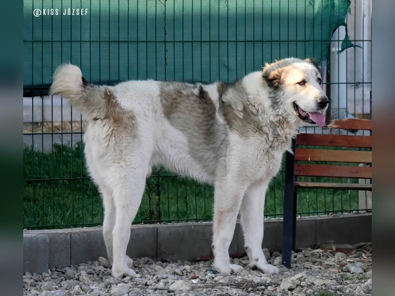 Macilaci, gerne auch Yogi-Bär genannt, ein sanfter Riese für standfeste Menschen