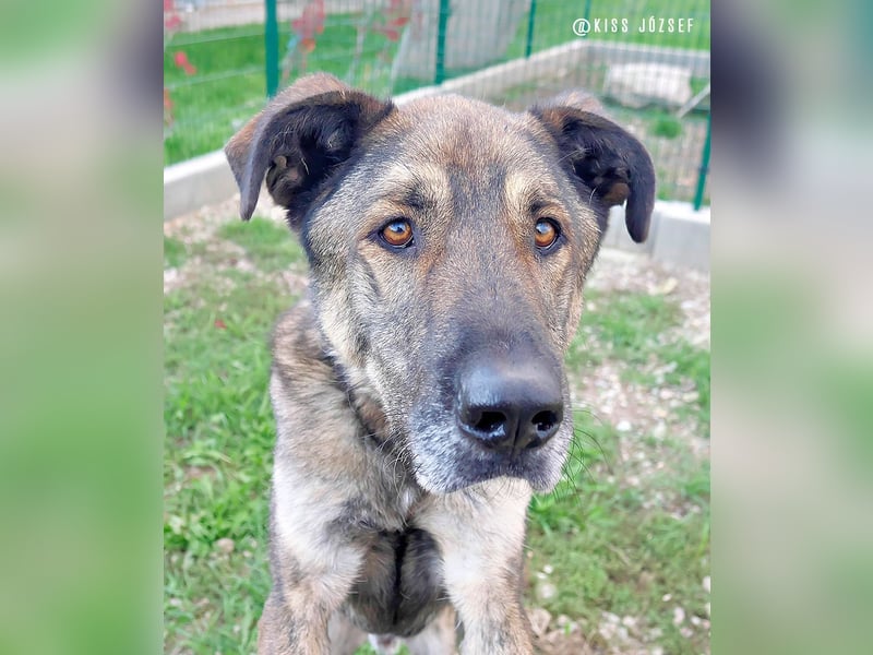 Lajoska durfte mit seiner Familie nicht umziehen und wurde deshalb im Tierheim abgegeben !